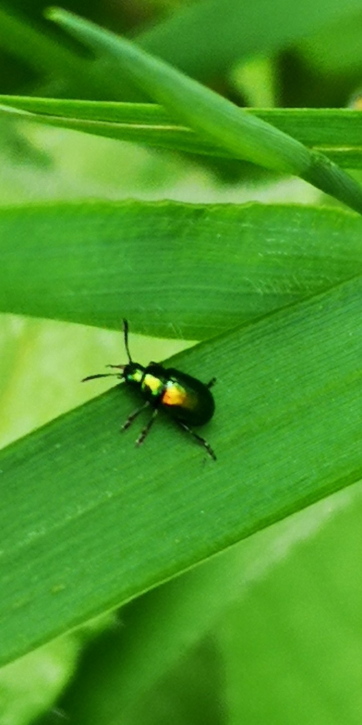 Schillernde Käfer