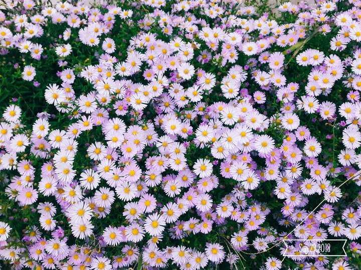 Цветы // Flowers