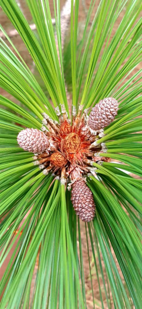 pinos