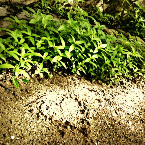 shrub, vida壁纸