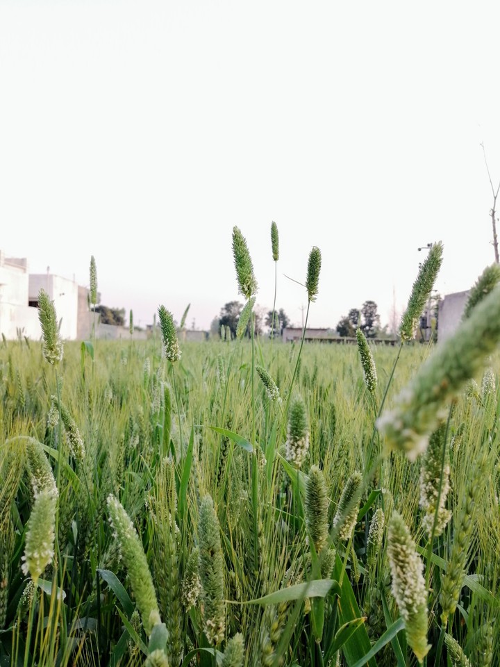 crop