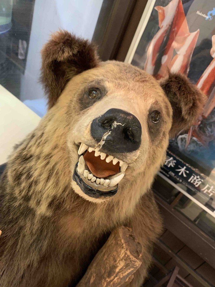 Bear