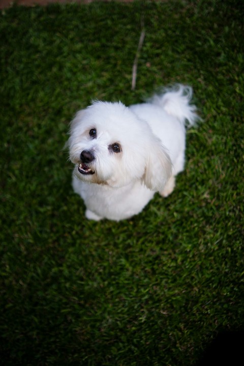 обои dog, vertebrate