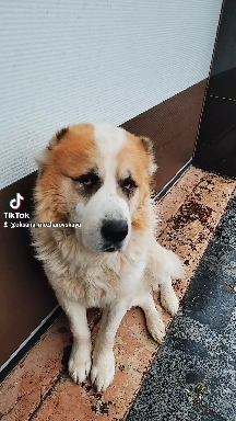 Are you here? ???  #dog #dogsoftiktok #cute #собака