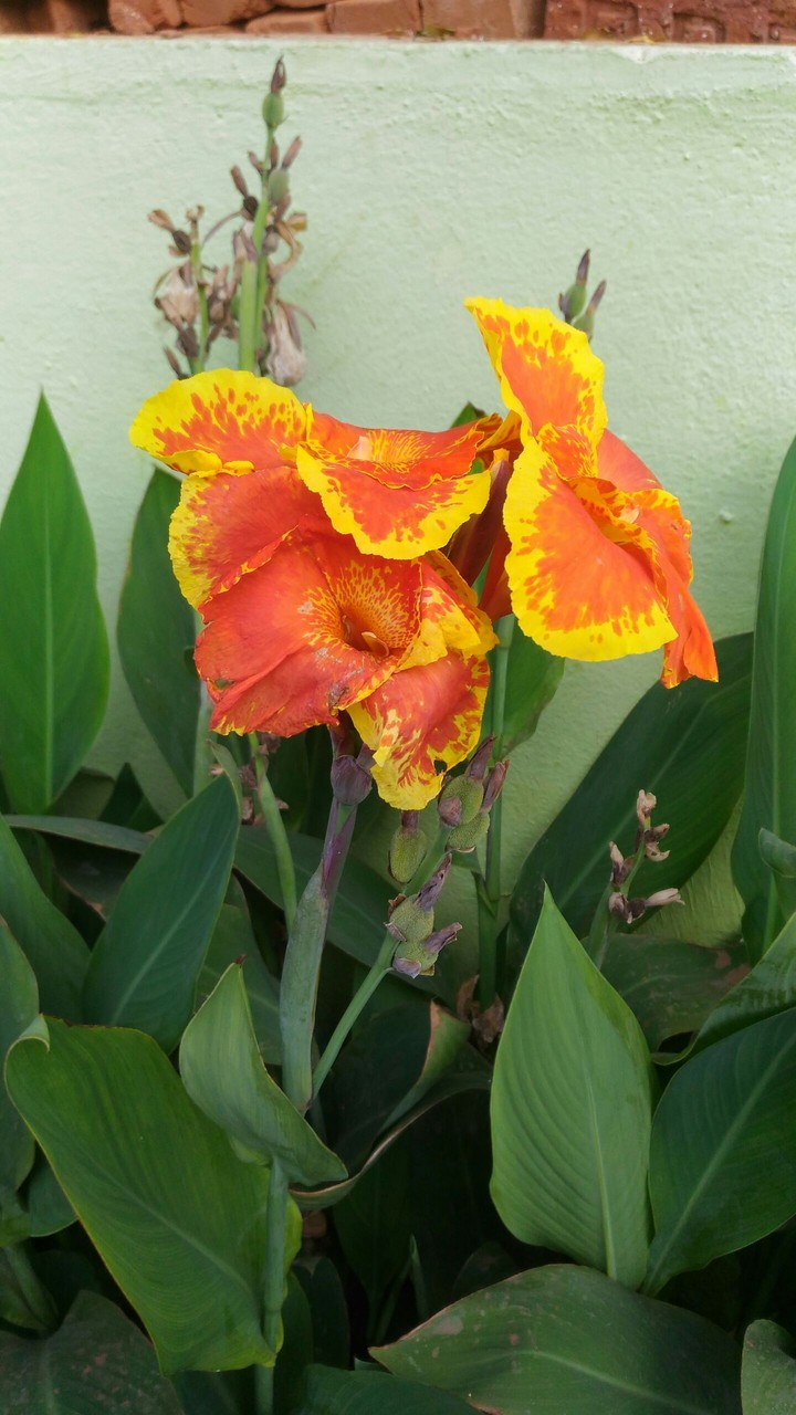 My click