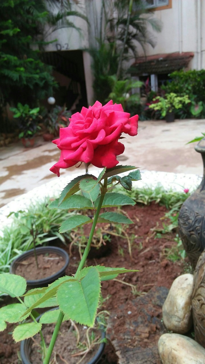 Rose