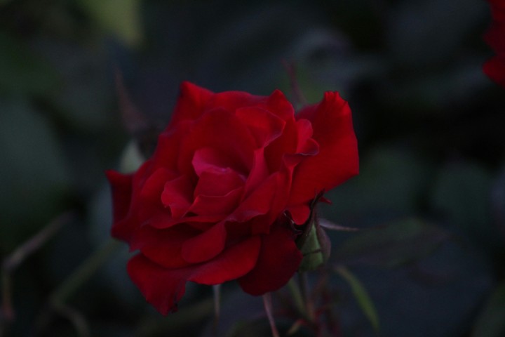 red rose ?