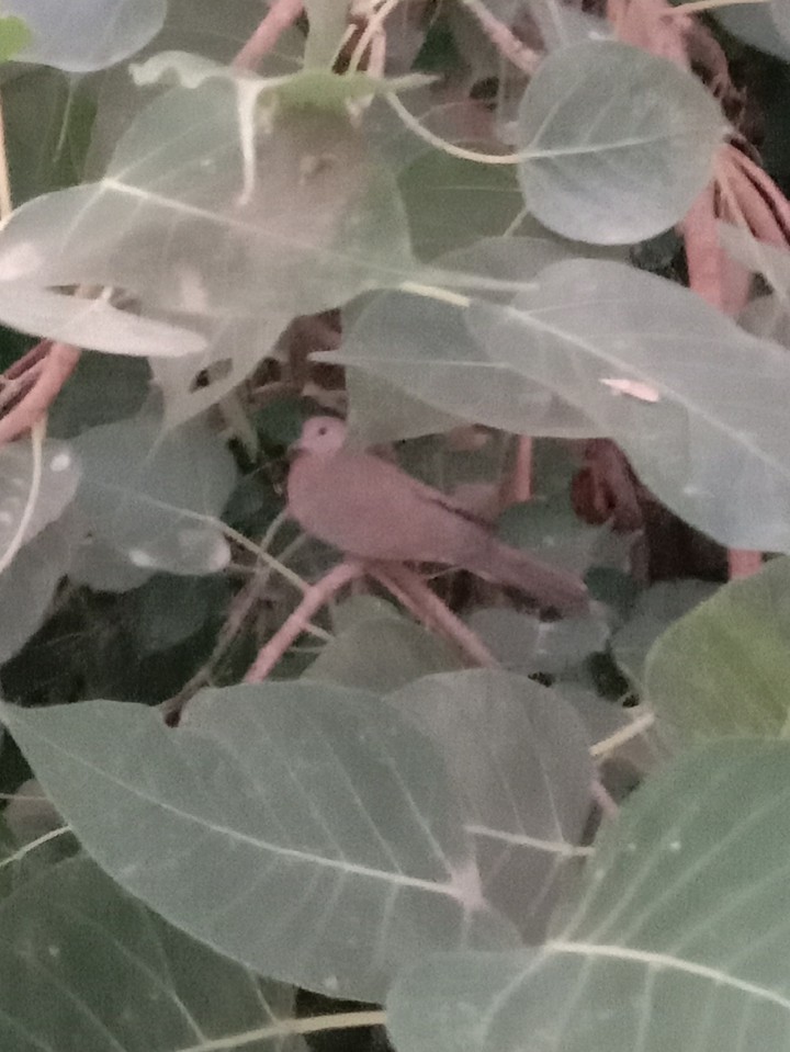 Holi Bird