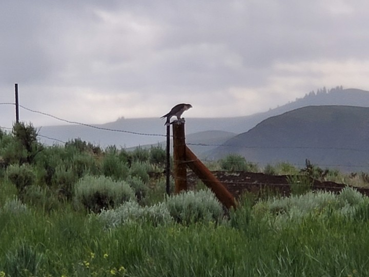 osprey