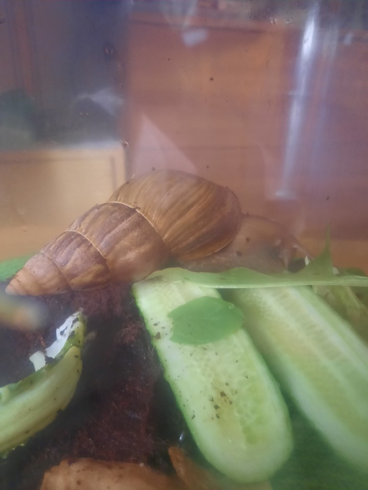 snail