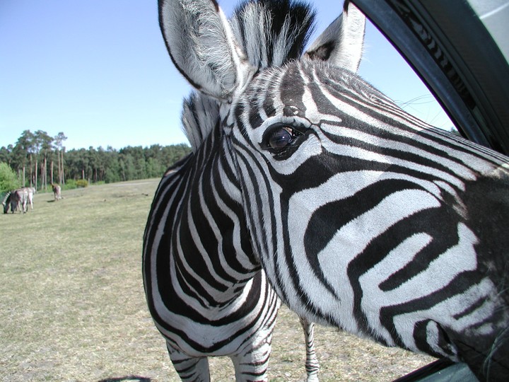 Hallo Zebra