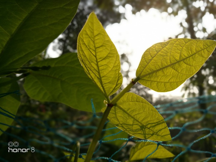 Green Green Green