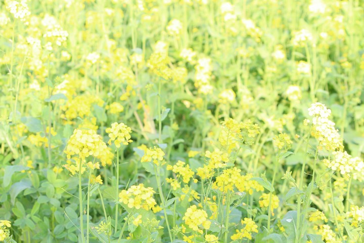 greenary