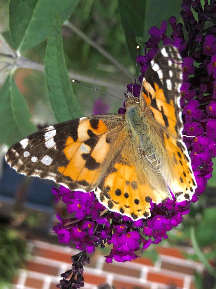 butterfly