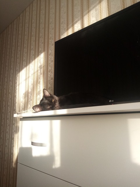 kitten