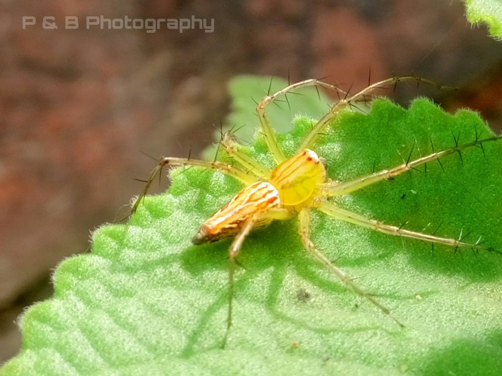 Dangerous Insects..