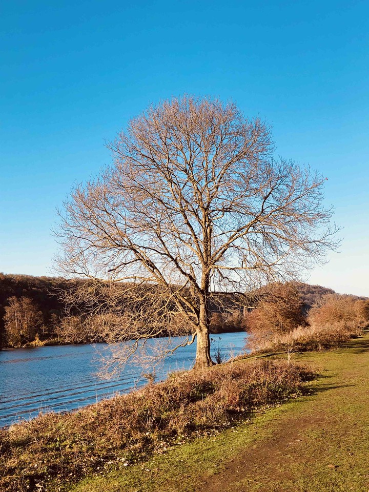 tree at the river maas