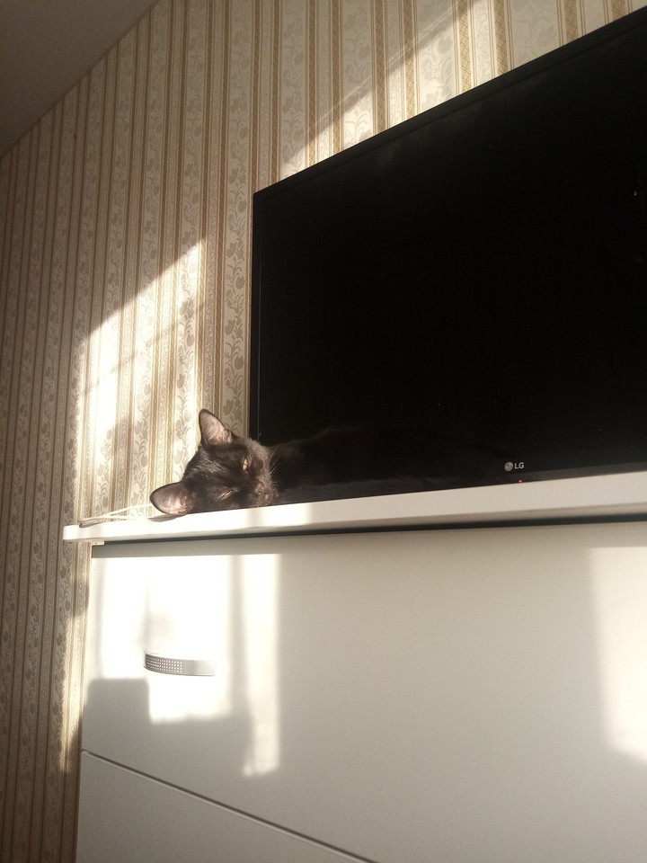 kitten
