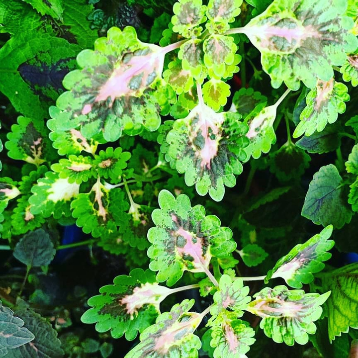 coleus