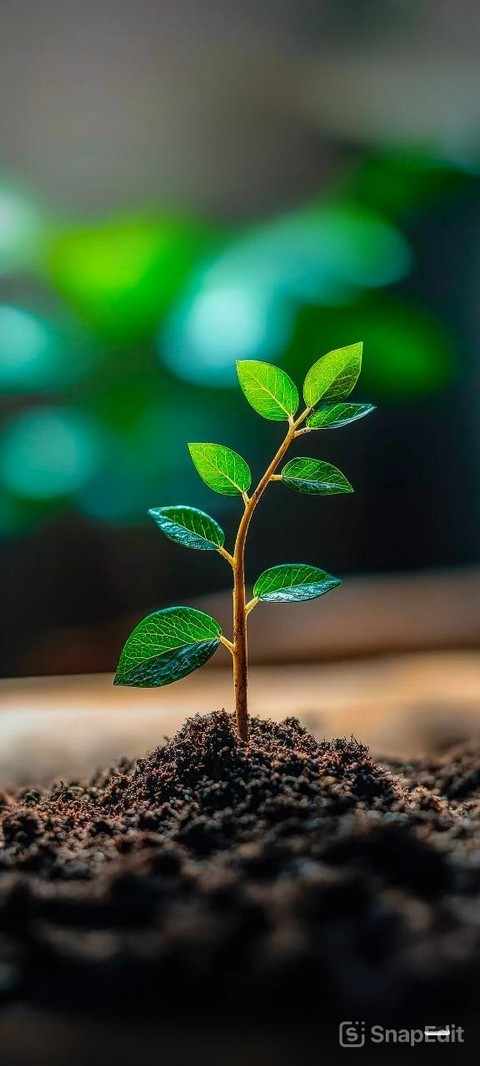 agriculture, Close-up वॉलपेपर