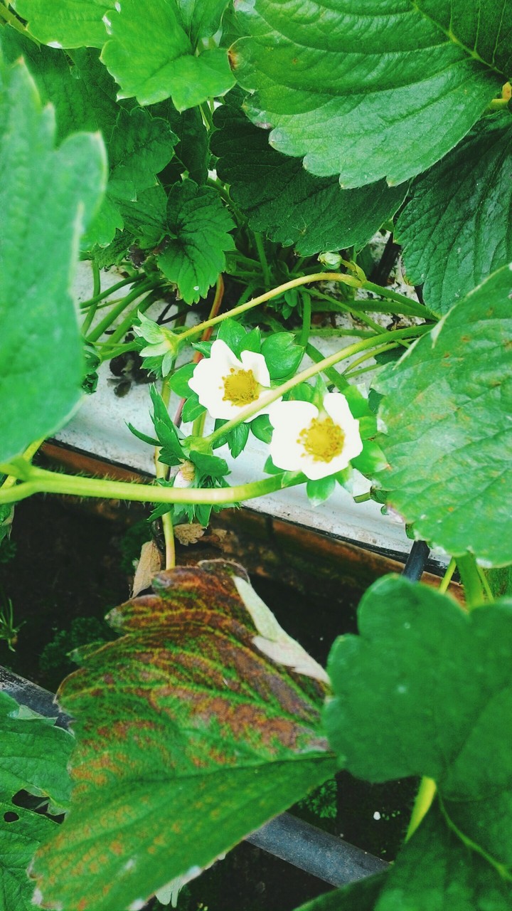 strawberry flower