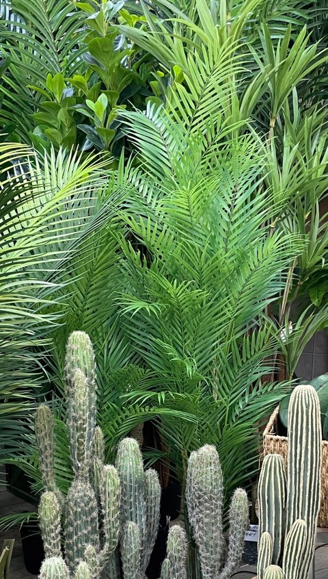 papéis de parede vegetation, botany