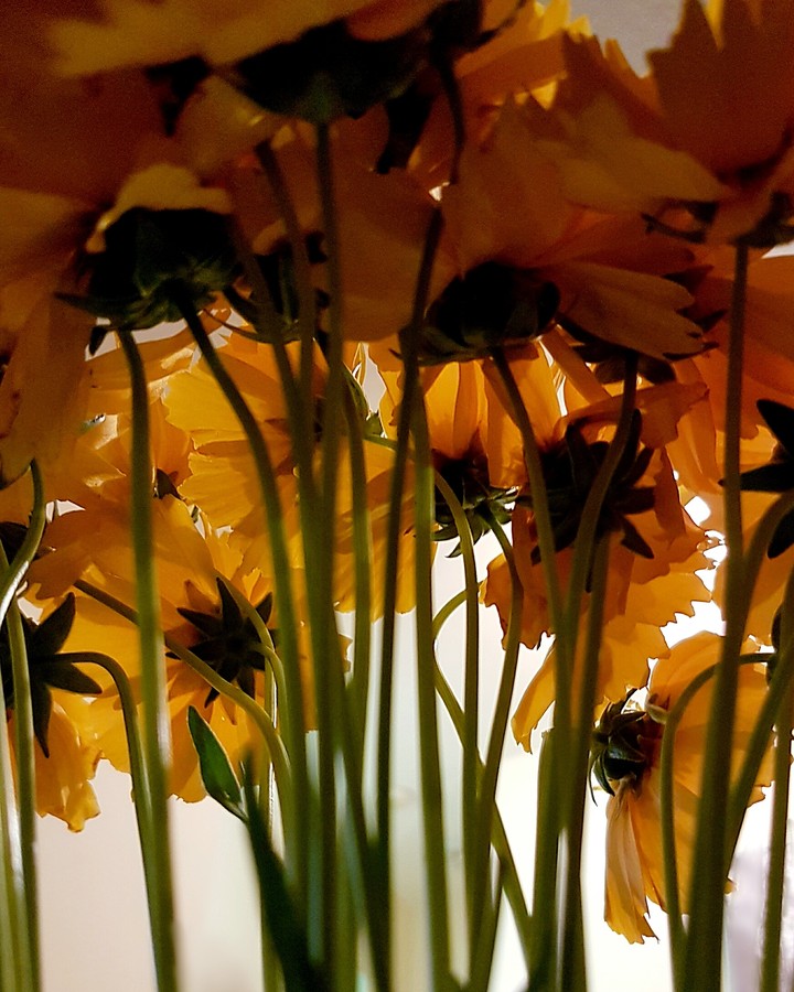 Bouquet of Gold