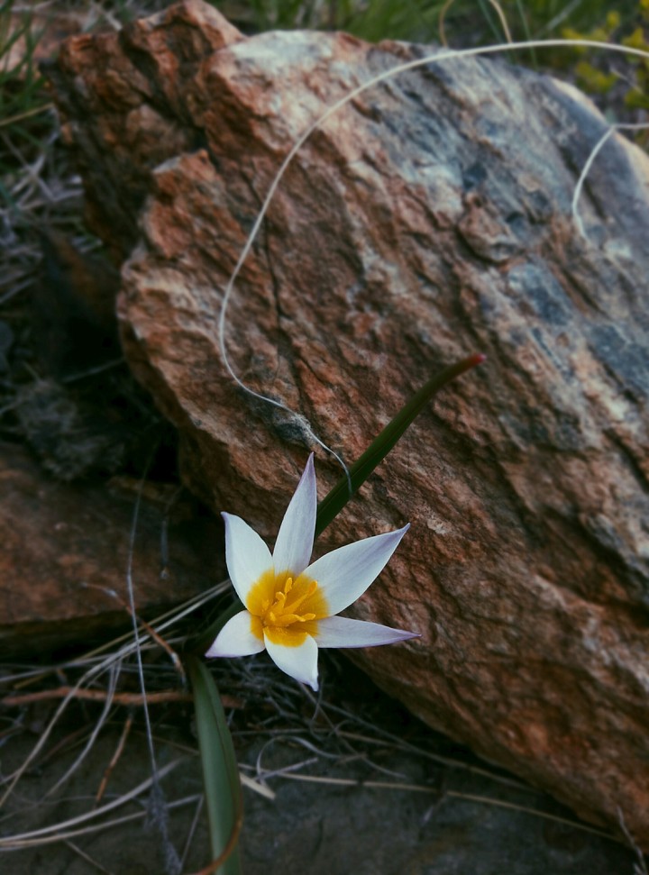 Just a snowdrop