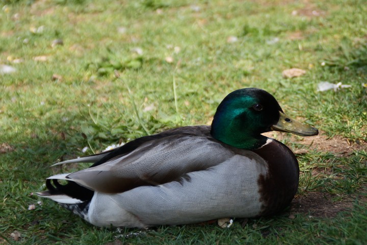 male duck