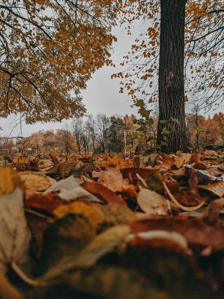 autumn