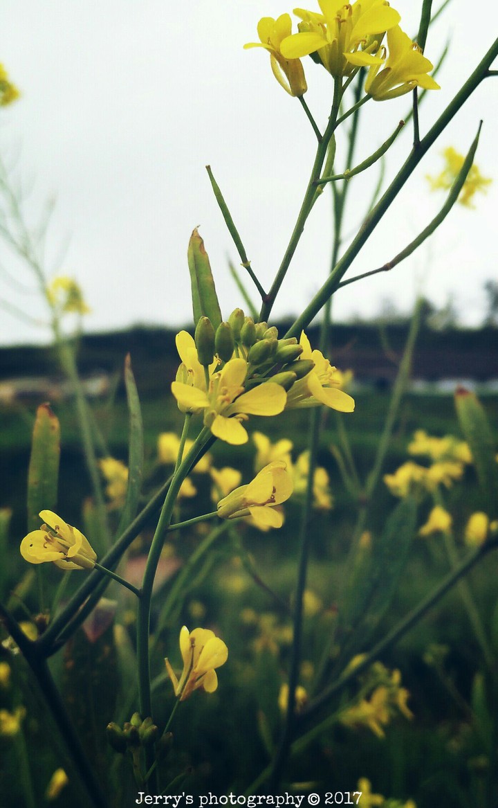 Yellow flower