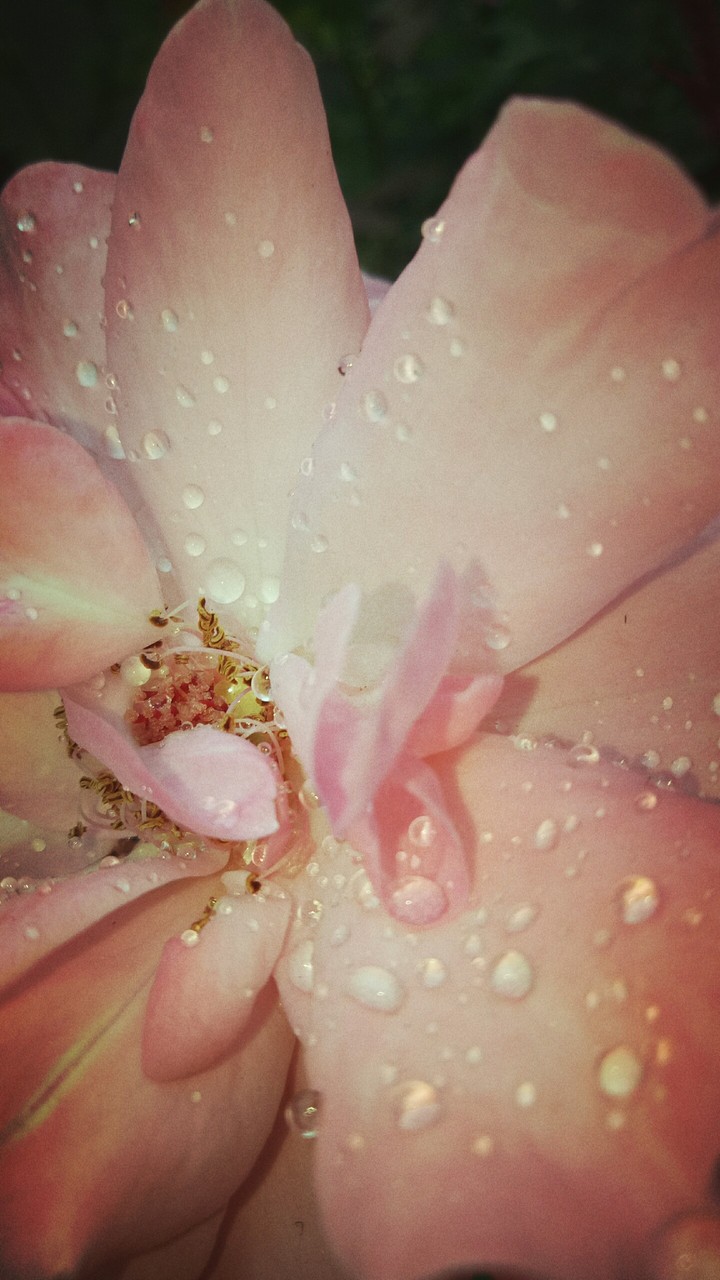 rose