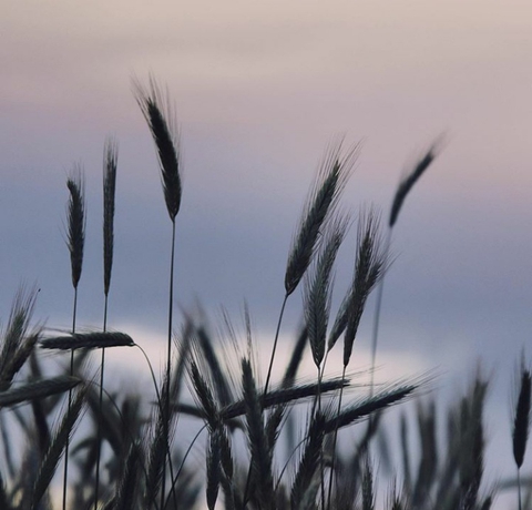 sfondi rye, grain