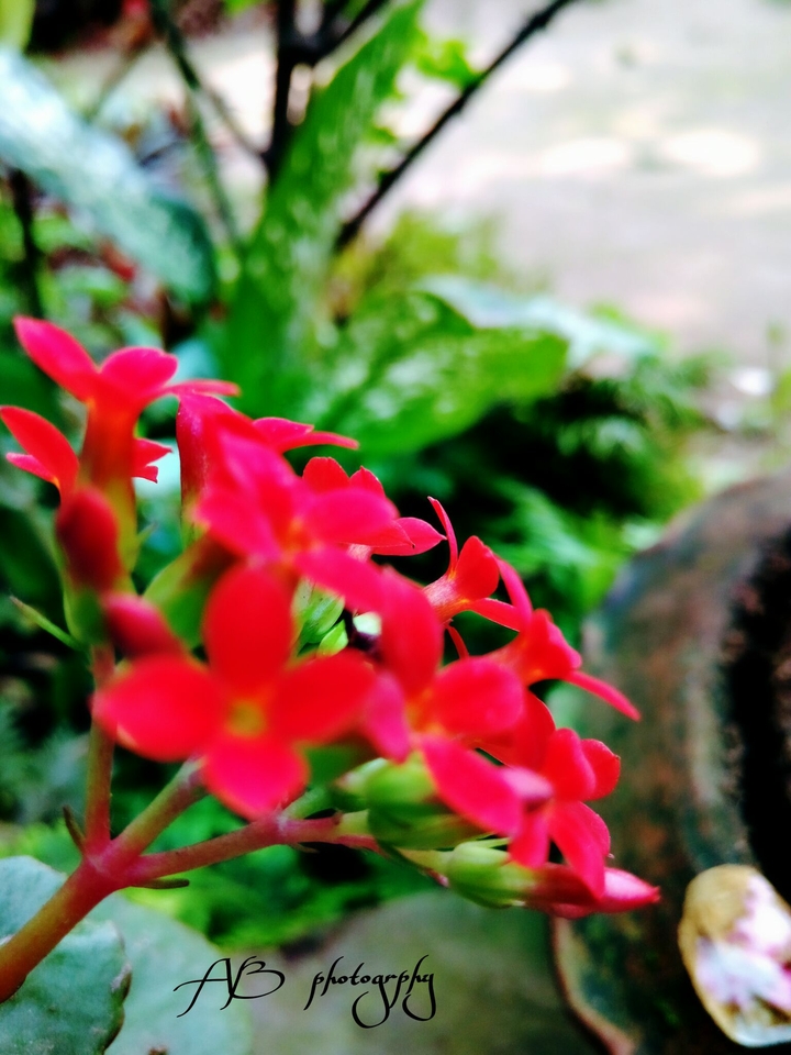 Flower