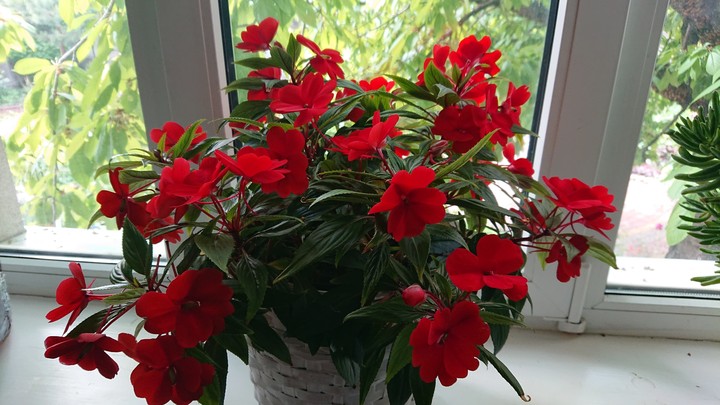 Flowers red