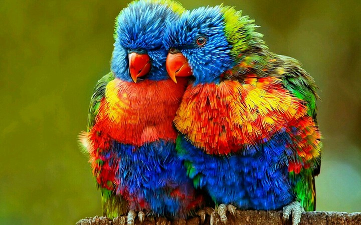 colourful 