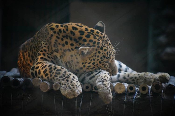 tiger