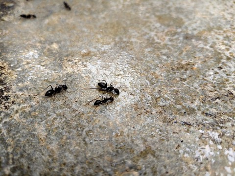 tapety ant, wildlife