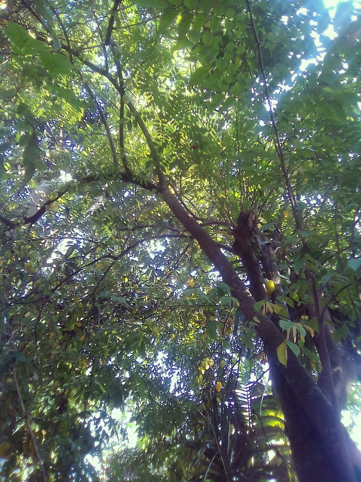Star fruit tree☺☺