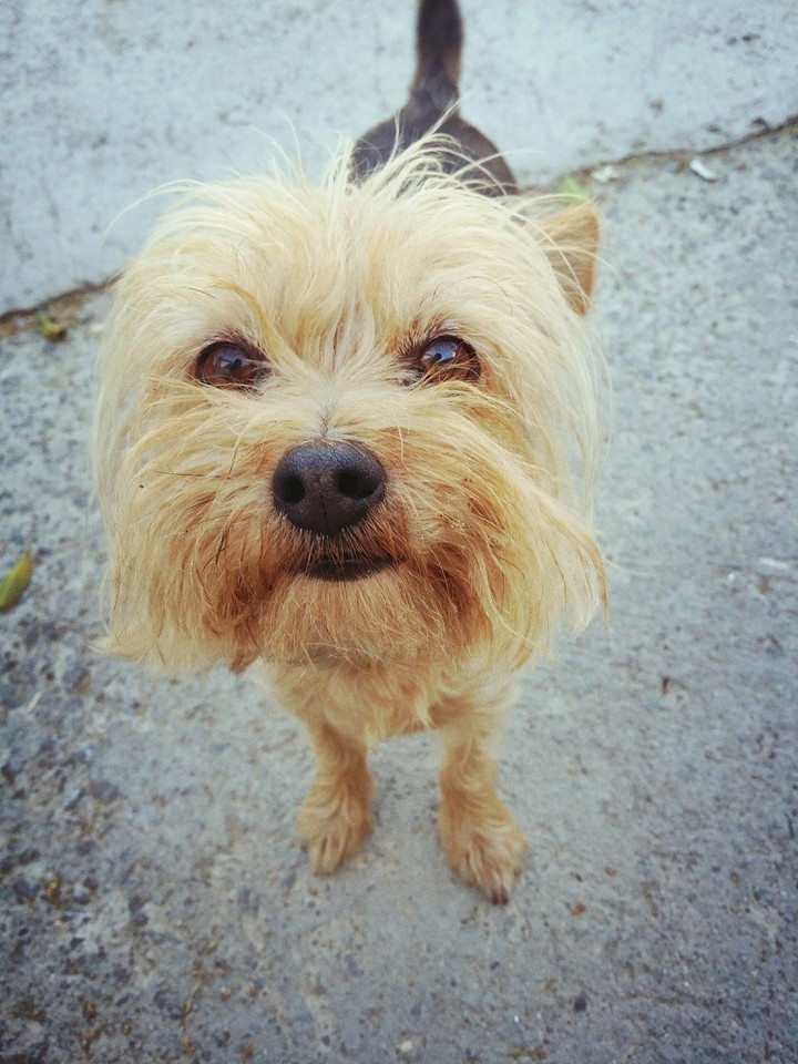 The little dog