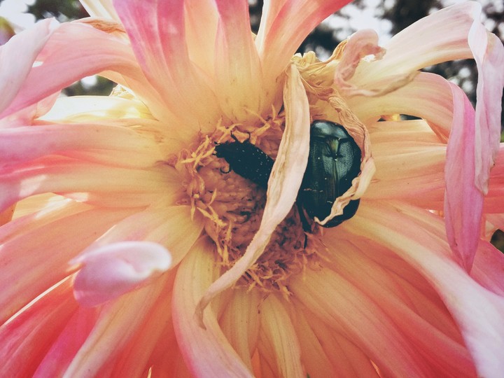 beetle