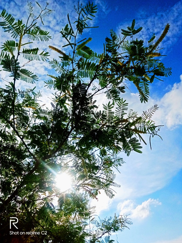 shrub