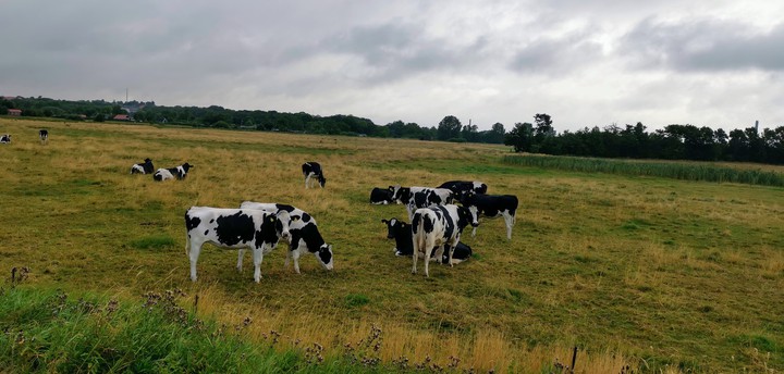 Grenaa