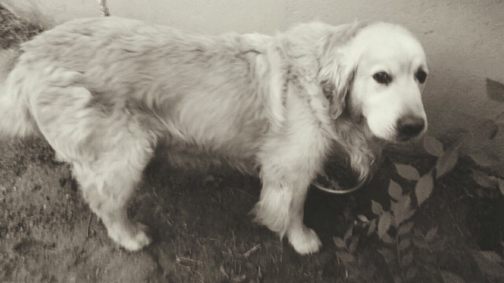 The dog.