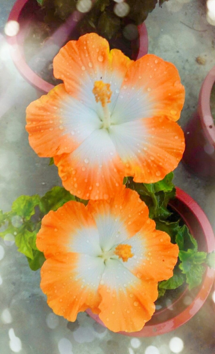 SK~flowers
