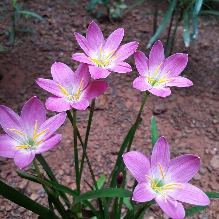 Lilly