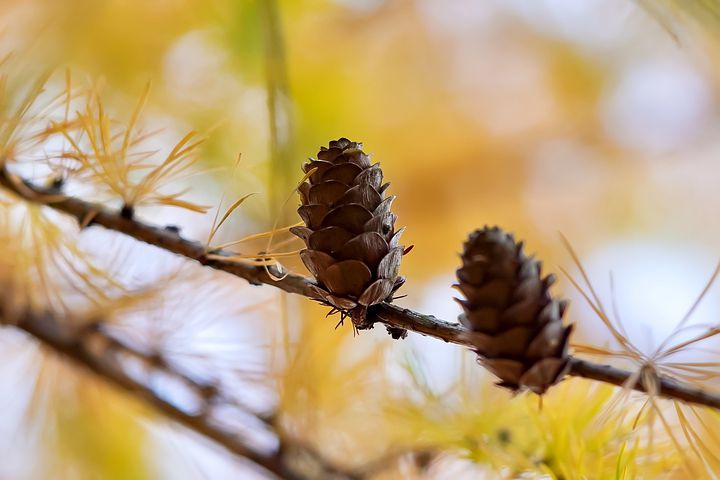 pine       cones