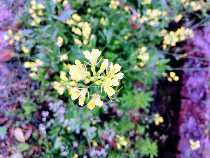 flowers