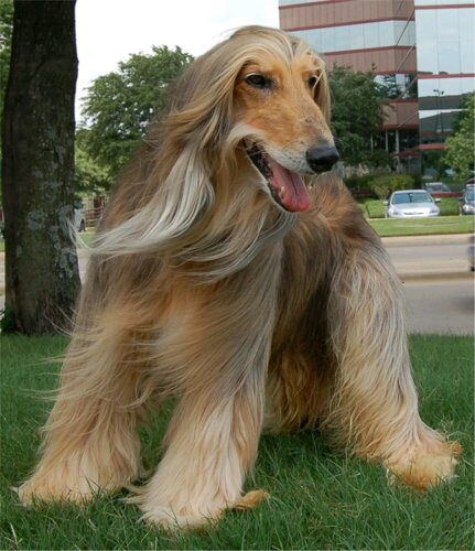 Afghanhound