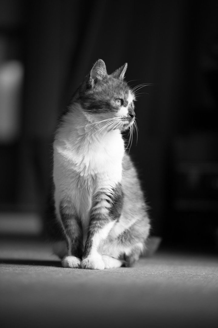 고양이 미야코